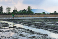 As costs rise amid Iran war, rice farmers in Vietnam and Thailand feel the strain