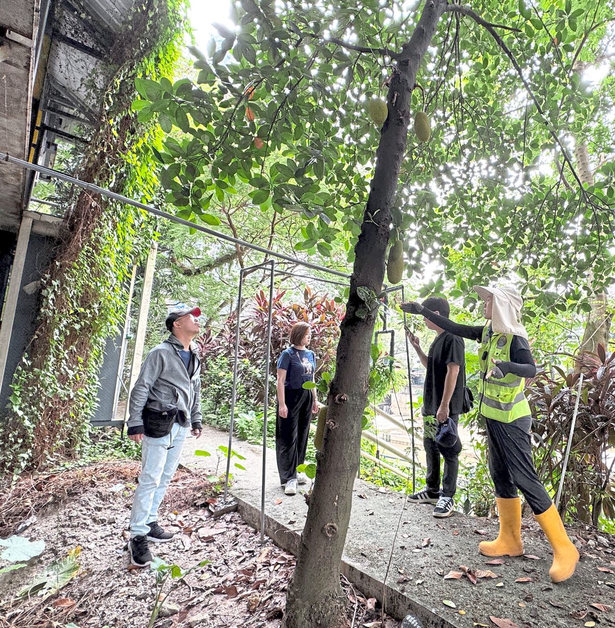 Syuen Toh (right) guiding visitors through the community garden by the riverbank.
