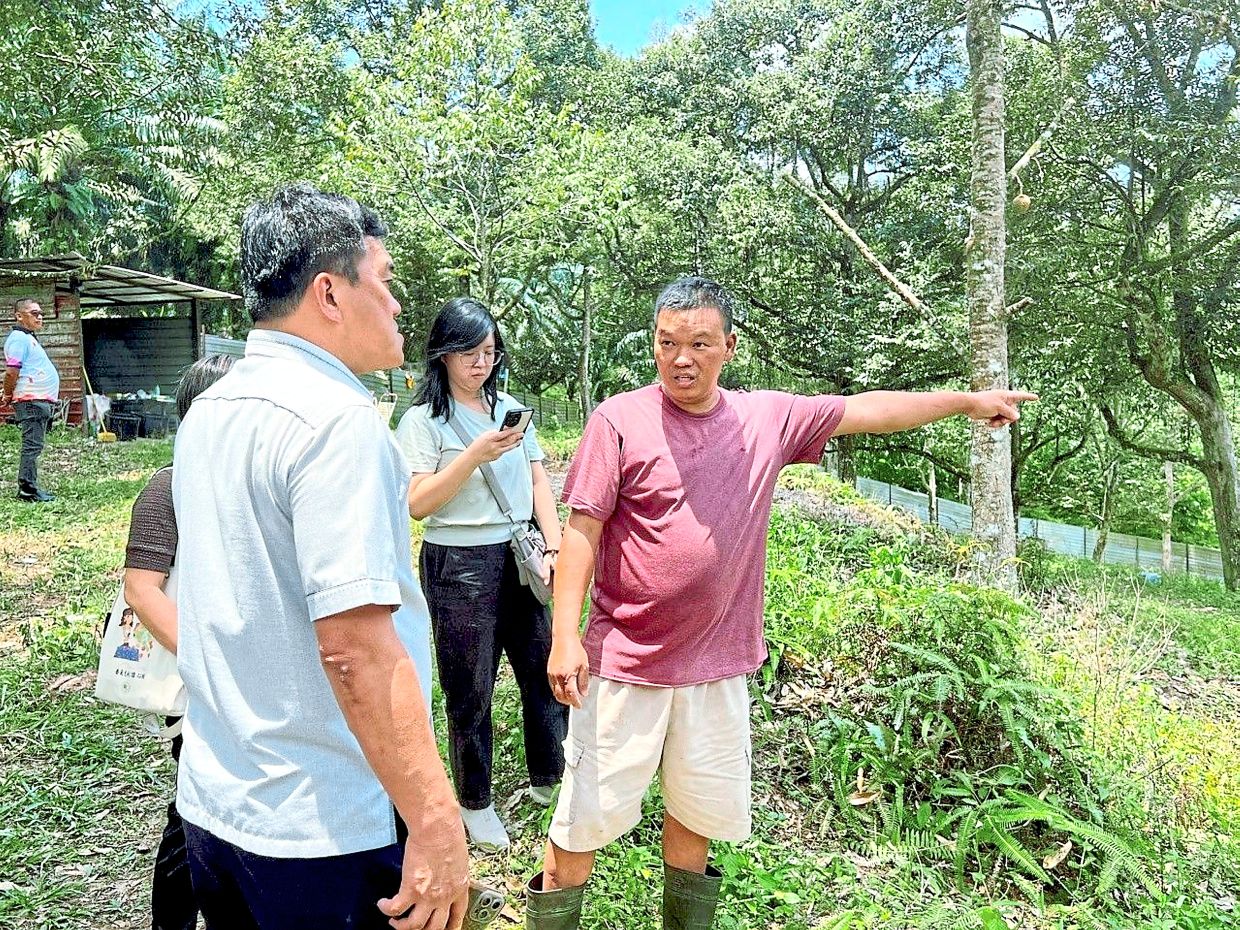 Toh (right) showing Tan (left) where the wild elephants were sighted in his orchard. — Courtesy photos