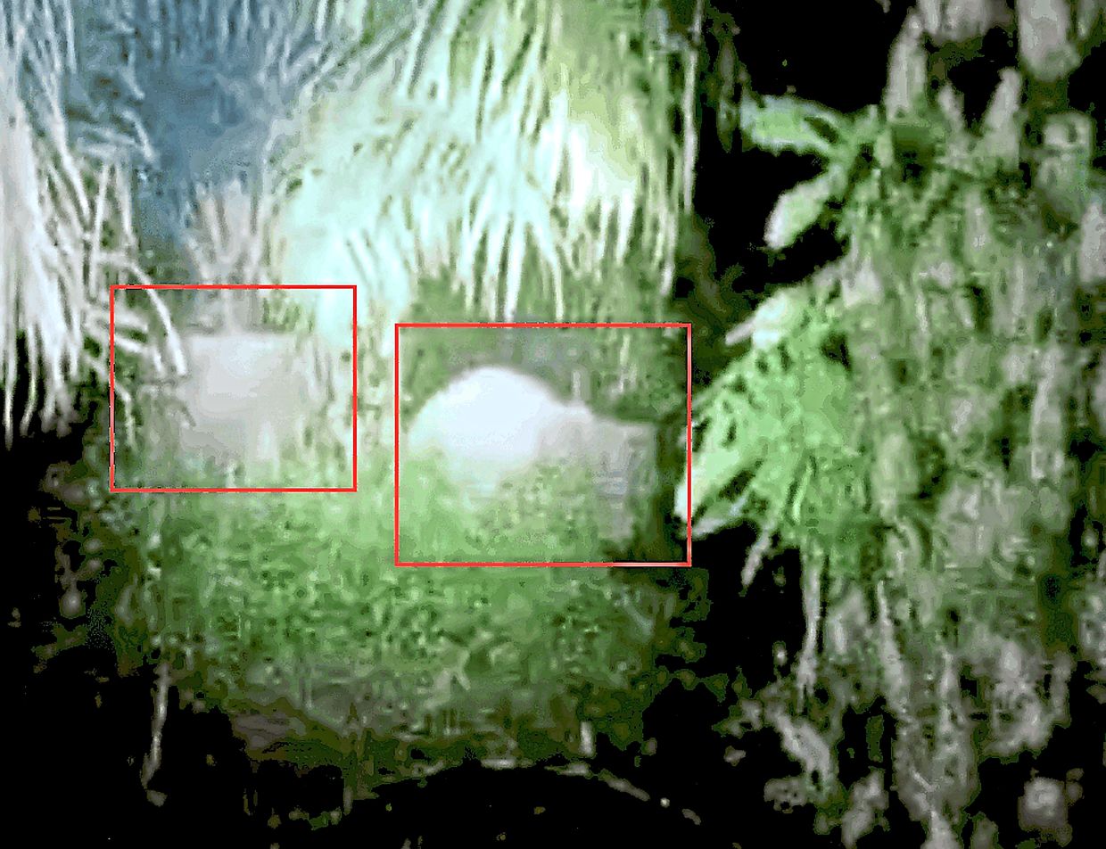 You herd it here first!