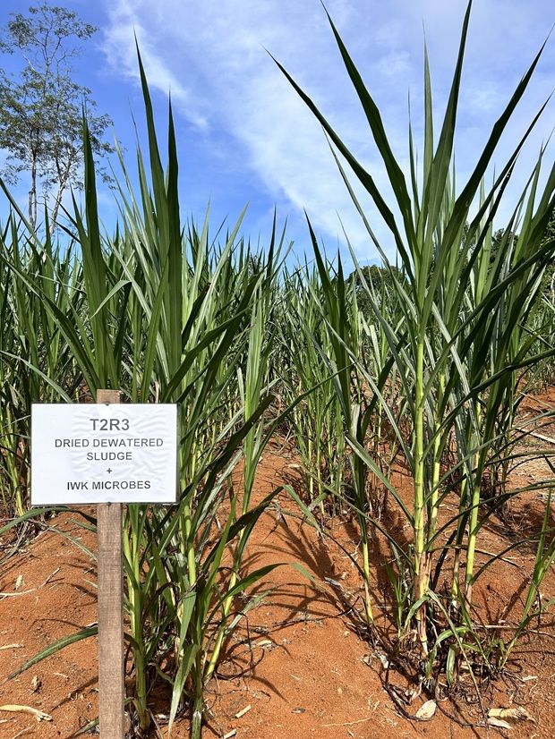 A combination of IWK’s organic fertiliser and plant booster on Napier grass promotes good vegetative growth.