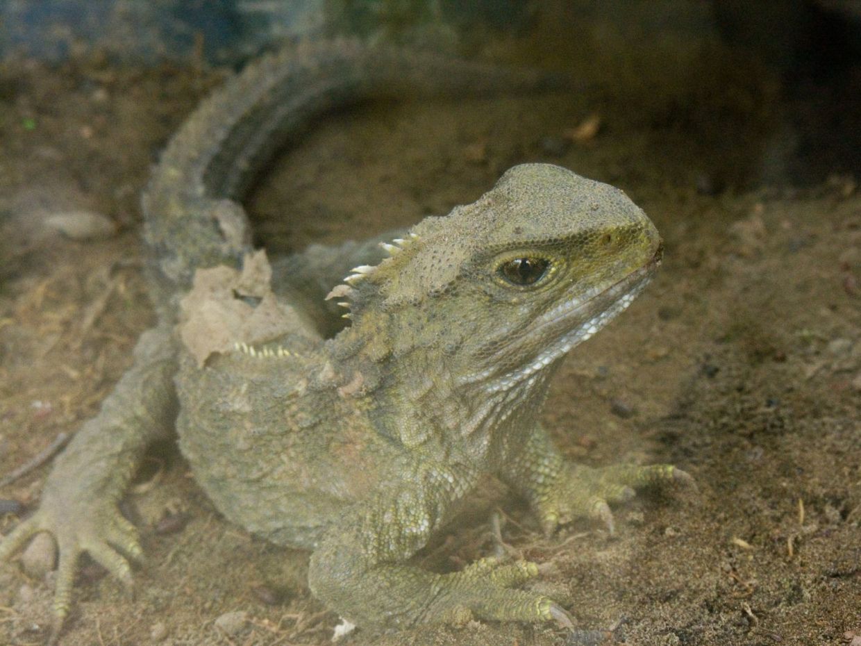 Not a lizard: The tuatara is a reptile whose last common ancestor with lizard and snakes 250 million years ago. It famously has a third “eye” on the top of its head. - Courtesy of PhilipC (CC BY 2.0)