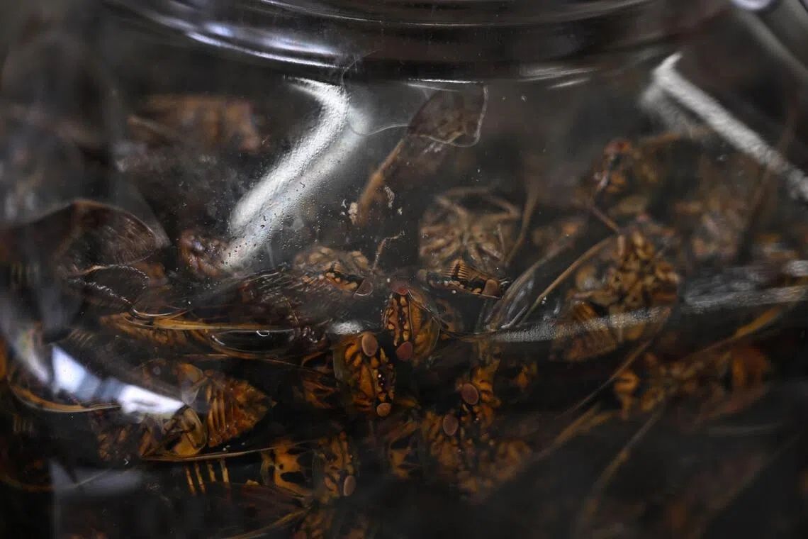 Cicadas preserved in a jar filled with ethanol for educational and research purposes. - Photo: ST