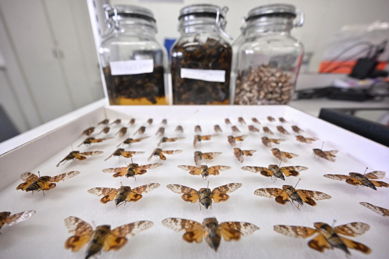 Orange-winged cicadas preserved by insect researcher Foo Maosheng. - Photo: ST