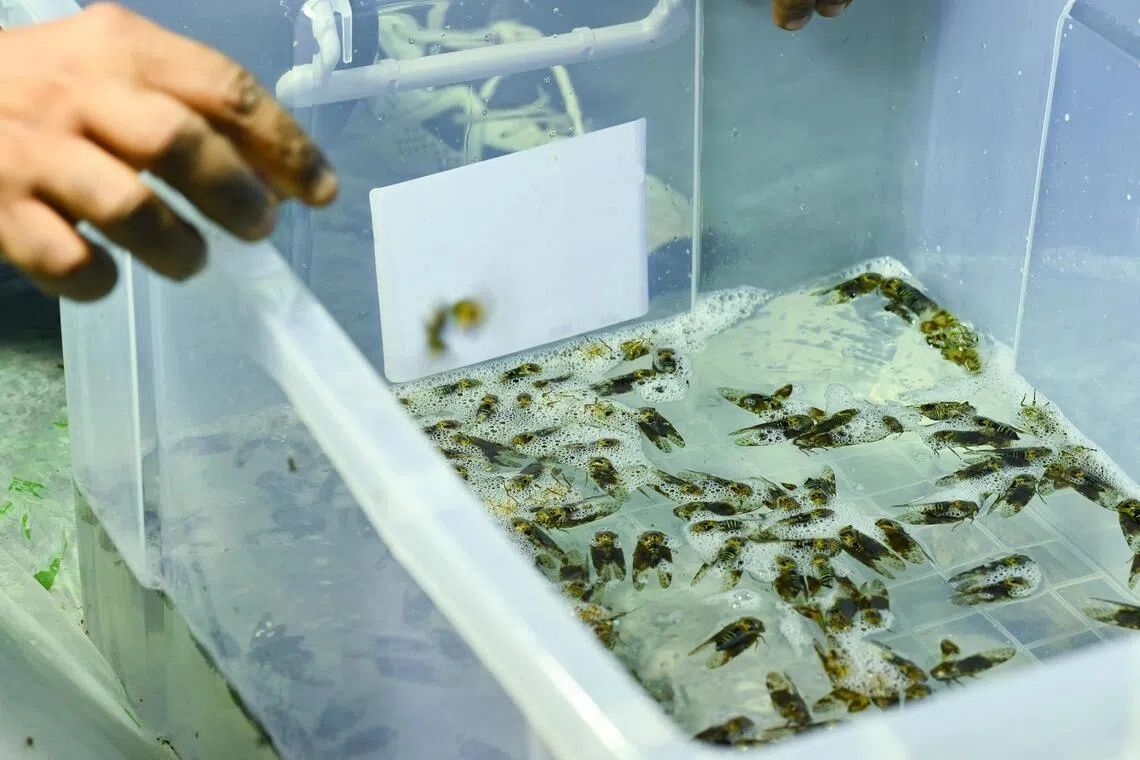 Cicadas in a container of soapy water at a light trap used to attract the insects. - Photo: ST