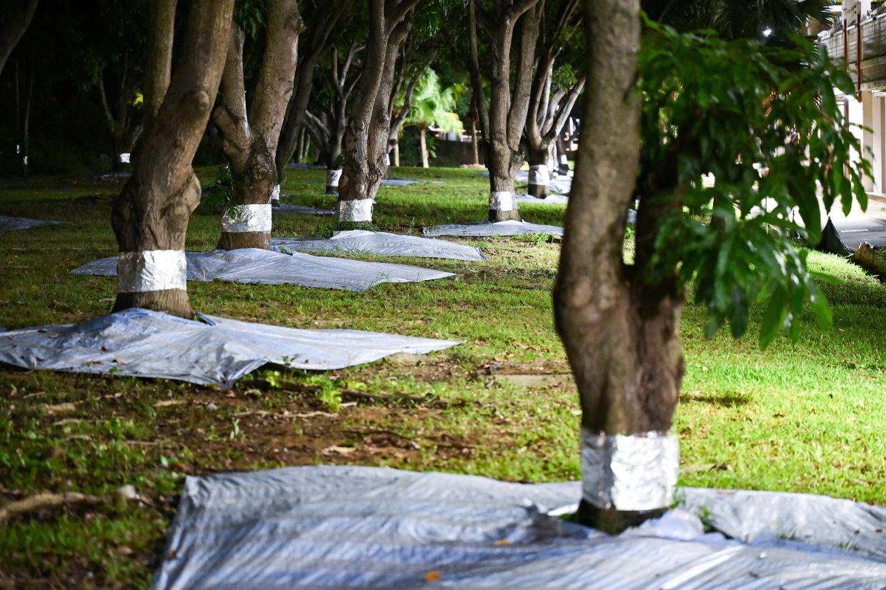 Tree trunks with aluminium foil to prevent cicada nymphs from climbing onto them. - Photo: ST
