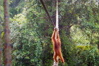 Orangutan uses Indonesia canopy bridge in 'world first': NGO
