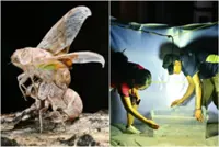 More than 7,000 cicadas caught by task force in Singapore's Tampines Changkat