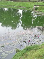 Aerators planned after fish deaths at Kelana Jaya lake