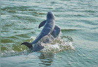 Latest Kratie dolphin calf sighting brings population in Cambodia to 118