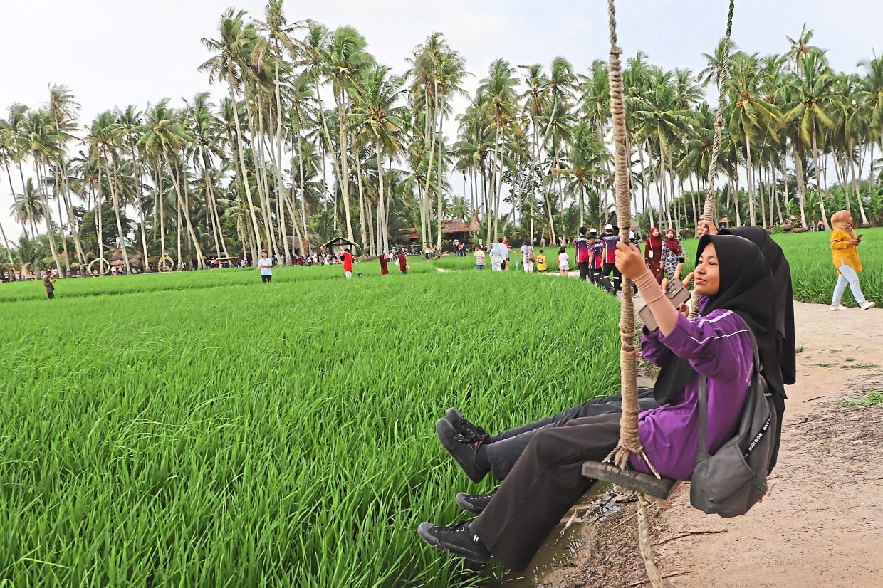 Kampung Agong in Penaga showcases traditional Malay kampung life set against expansive padi fields.