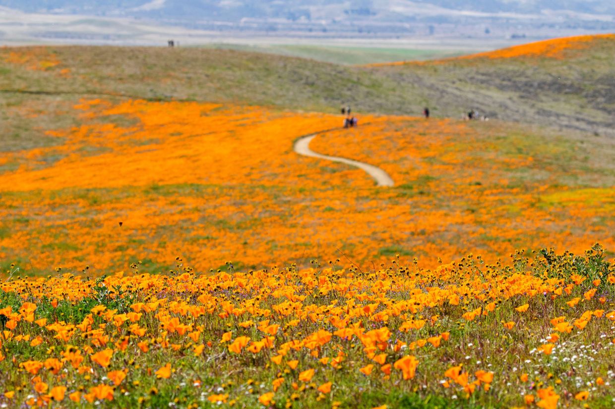 For something truly striking, California’s poppy fields plume into vast swathes of vivid orange blooms. 