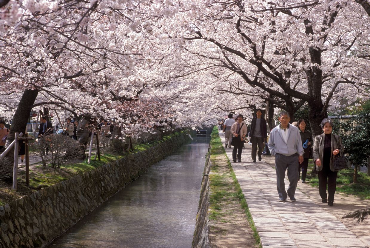 Canopies of cherry blossom over Philosophers Path in Kyoto, Japan.