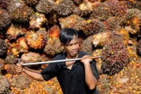 Palm oil smallholders protest planned water tax