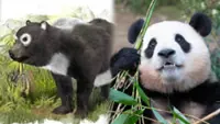 China pandas rise from unknown status to become palace pets, then national symbols, treasures