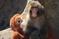 Special railway tickets featuring Punch the monkey go on sale in Japan