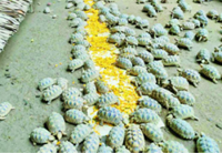 Myanmar conserves endangered star tortoises and roofed turtles as national biological treasures