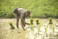 Heavy rains threaten Bangladesh’s rice harvest