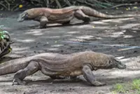 Dragon diplomacy: Indonesia lends Komodo lizard pair to Japan zoo