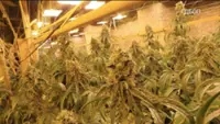 Bulgaria uncovers cannabis farm inside former zinc mine