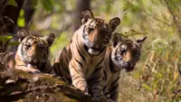 Tiger family tragedy at Kanha: Mother and three cubs dead in 9 days, last cub critical