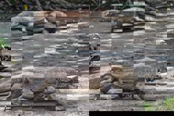 Dragon diplomacy: Indonesia lends Komodo lizard pair to Japan zoo