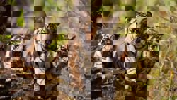 Tiger family tragedy at Kanha: Mother and three cubs dead in 9 days, last cub critical