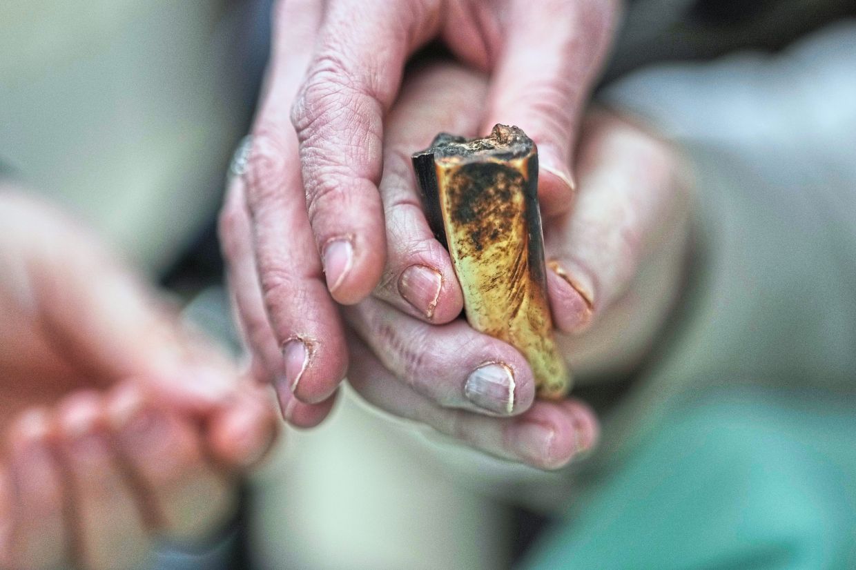 A hippopotamus’s tooth is given to participants. Photo: AP