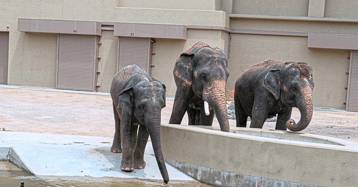 Far from home: A file photo of Dara, Amoi and Kelat, who are currently being housed at Tennoji Zoo. — Photo from Pahang Mentri Besar Wan Rosdy Wan Ismail’s Facebook page