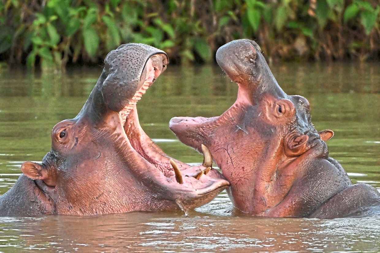 A proposal by Indian tycoon heir Anant Ambani seeks to relocate Colombia’s Escobar-linked hippos instead of killing them.
