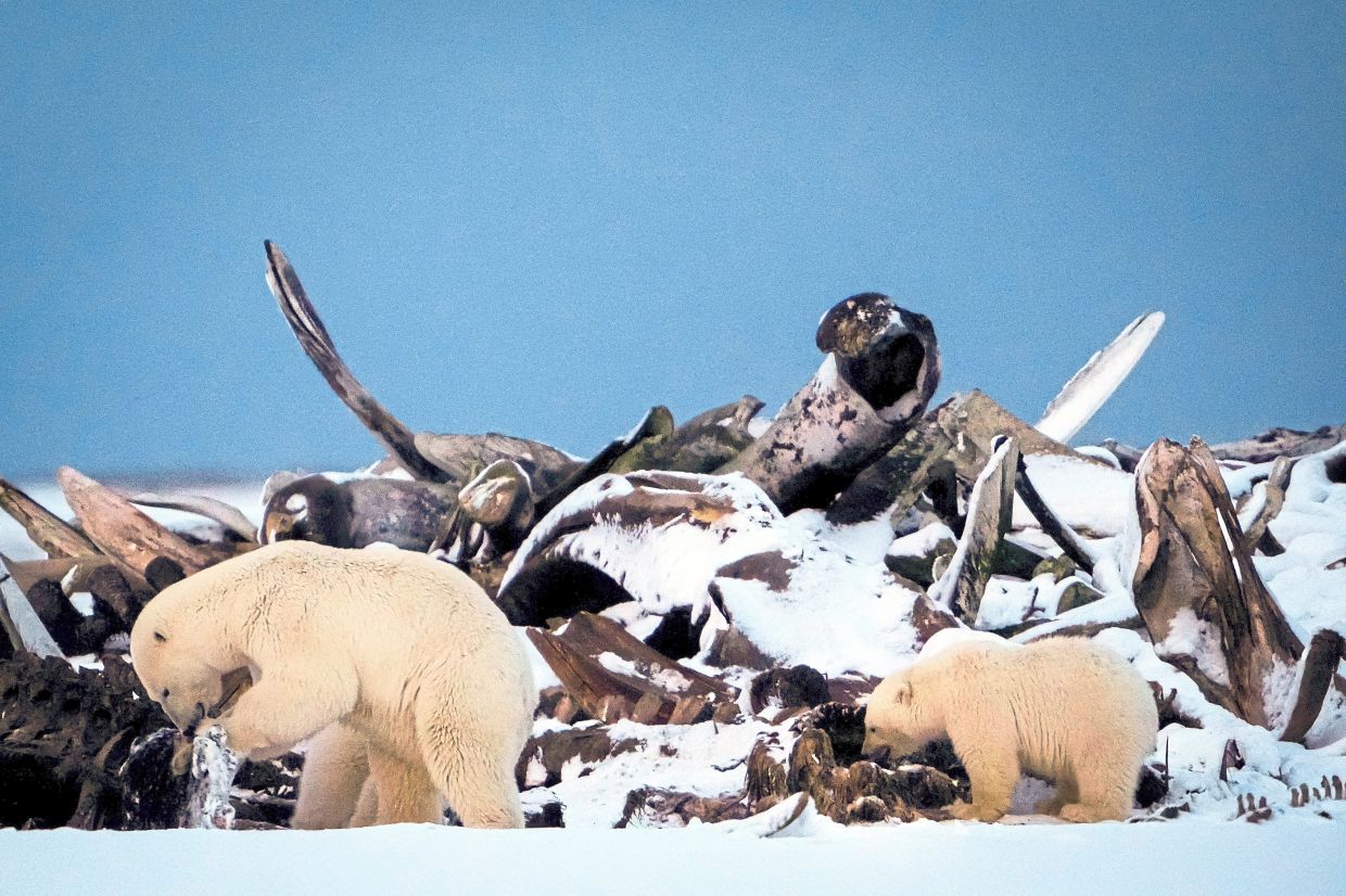 A filepic of a polar bear and a cub searching for scraps in a large pile of whale carcass in Kaktovik. 
