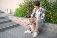 A dog adoption programme will see rescued dogs 'choose' their owners instead
