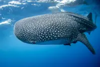 Decade-long study reveals whale shark Indonesia hotspots