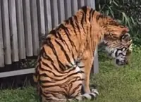 Uproar over video of emaciated tiger at Osaka zoo housing Taiping zoo elephants