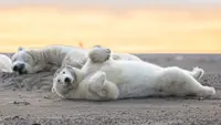 A closer look at the Alaskan treasure, polar bears, in Kaktovik