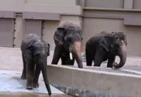 Perak to discuss proposal to bring elephants Dara, Amoi and Kelat home