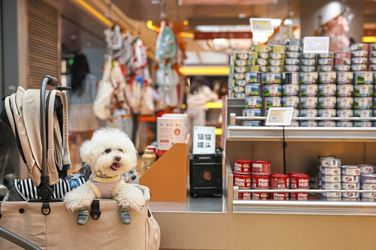 A pet dog sits in a stroller at a pet store in Beijing, China April 17, 2026. REUTERS/Tingshu Wang