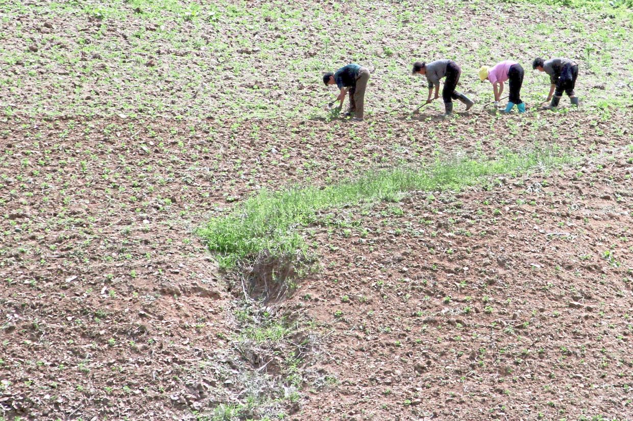 Food shortages loom as ‘severe’ dry spell threatens crops | The Star