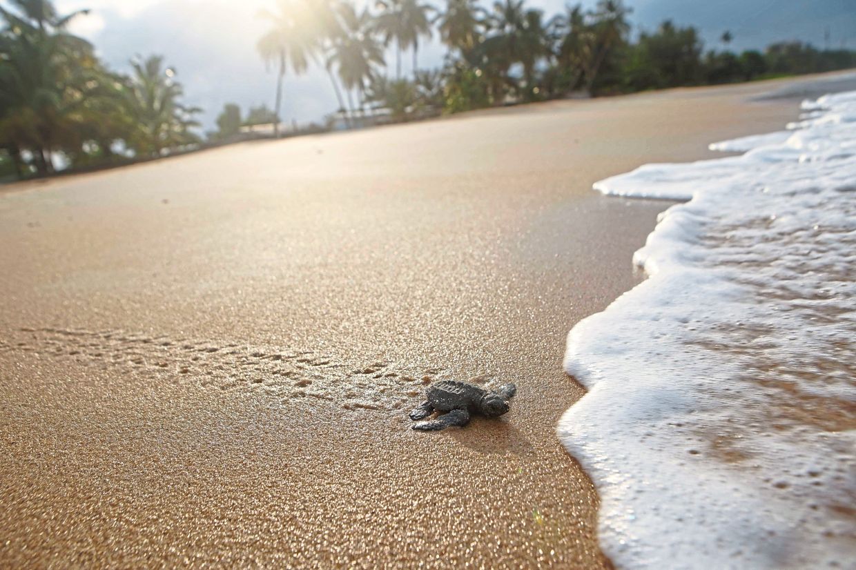 On Pongara National Park’s white sandy beaches, about 30 minutes by boat from the capital Libreville, conditions are optimal for nesting: wild coastline, a favourable equatorial climate and an open ocean beach with gentle slopes, ideal for the females.