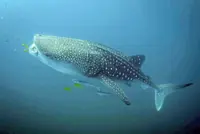 Whale sharks ‘at home’ in Indonesian bays