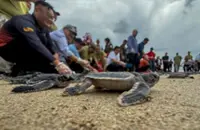 S'wak to carry out extensive study on turtle landing patterns in Lundu
