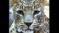 Nashik leopard scare: Big cat spotted outside farmer’s home in India days after three-year-old’s death