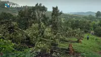 Storm batters Thailand's Chanthaburi orchard, sending 10 tonnes of durian crashing down