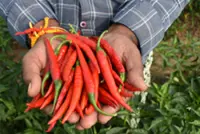 Bumper harvest has chilli growers feeling the heat from falling prices