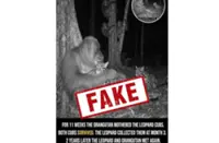 QuickCheck: Did an orangutan 'mother' two leopard cubs in Sabah?