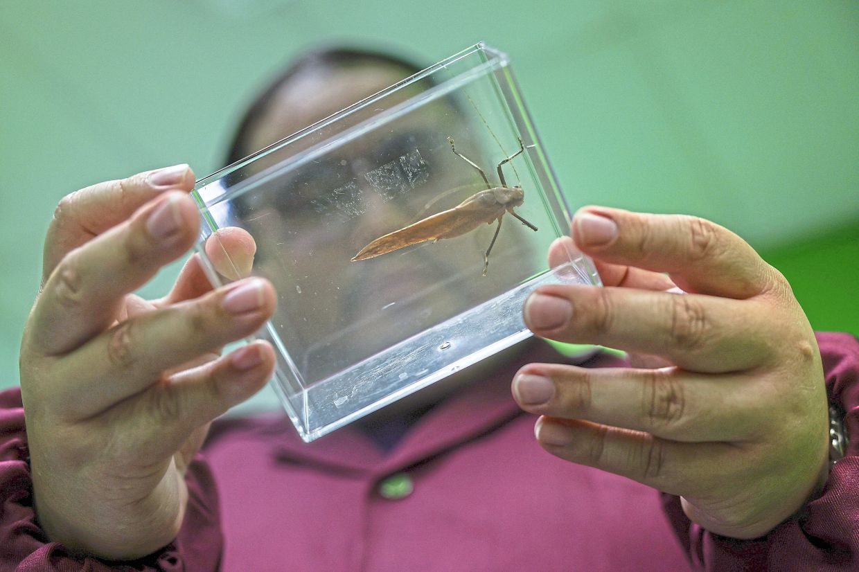 It has been suggested that the seasonal hobby of keeping an exotic insect known as the deer grasshopper could be elevated and promoted as part of Kelantan’s cultural heritage.
