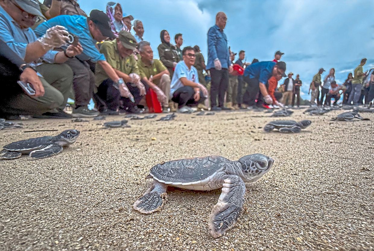 A new turtle hatchery in Kampung Pugu, Lundu, marks a step forward for marine conservation in Sarawak, says Len Talif Salleh.