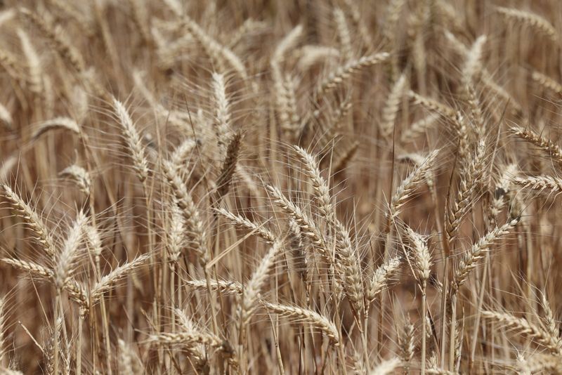 Australia worried over mouse infestation's impact on food supply