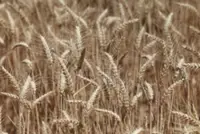 Australia worried over mouse infestation's impact on food supply
