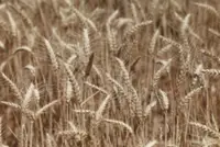 Australia worried over mouse infestation's impact on food supply